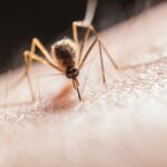 How To Bite a Mosquito Back