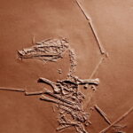 150 million-year-old pterosaur cold case has finally been solved