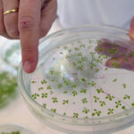 New pathway engineered into plants lets them suck up more CO₂
