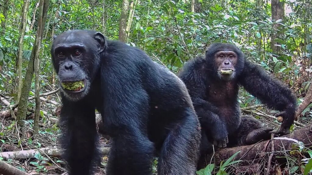 Chimps consume alcohol equivalent of nearly 2 drinks a day