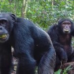 Chimps consume alcohol equivalent of nearly 2 drinks a day