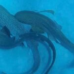 Scientists catch a shark threesome on camera