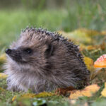 Can AI detect hedgehogs from space? Maybe if you find brambles first.