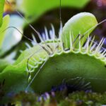 Scientists unlock secret to Venus flytrap’s hair-trigger response