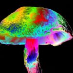 How different mushrooms learned the same psychedelic trick