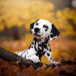 What’s Updog? Datadog’s new tool tells you which apps are down