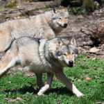Even with protections, wolves still fear humans