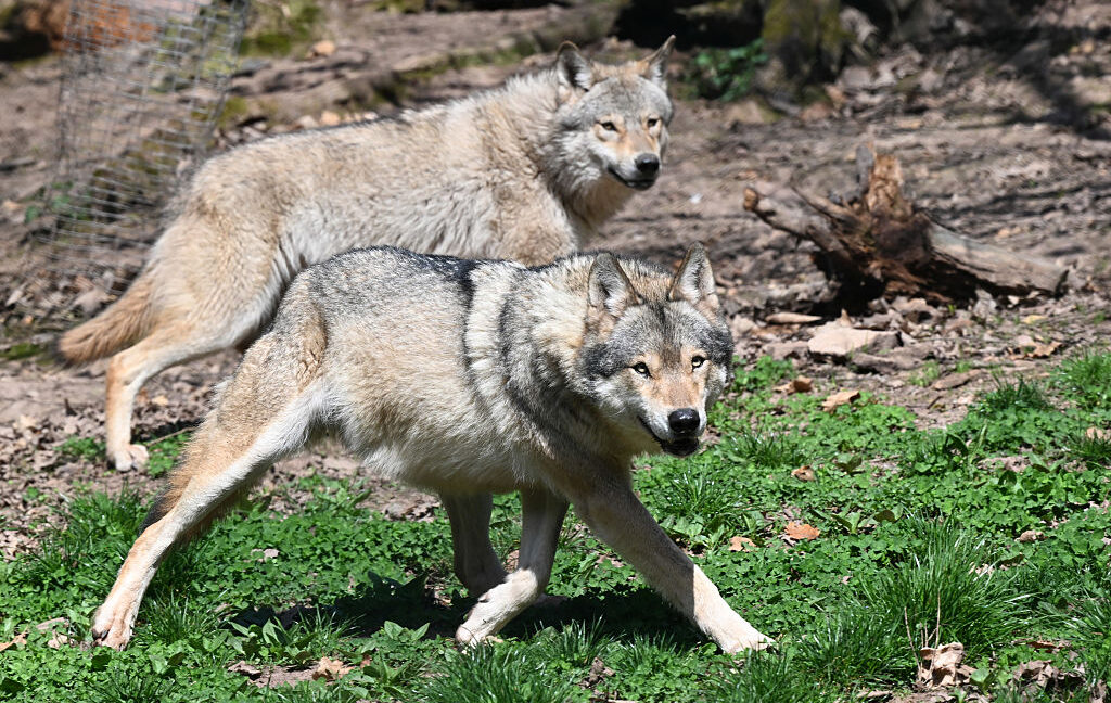 Even with protections, wolves still fear humans