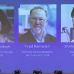 Discovery of cells that keep immune responses in check wins medicine Nobel Prize