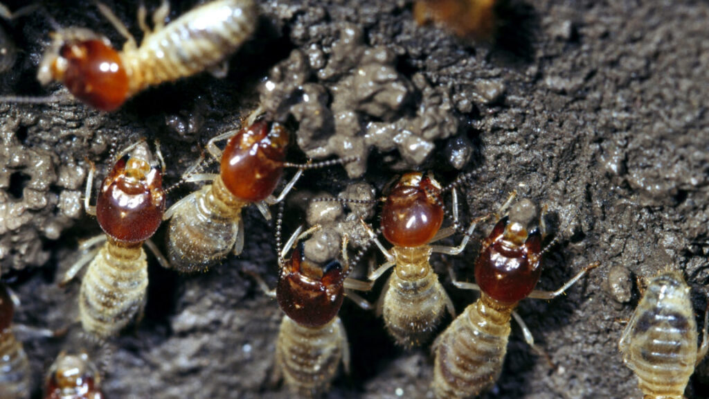 Termite farmers fine-tune their weed control