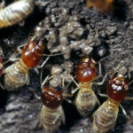Termite farmers fine-tune their weed control