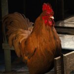 All Scrappy the Rooster Upgrade Items and How To Get Them in ARC Raiders