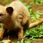 The chemistry behind that pricey cup of civet coffee