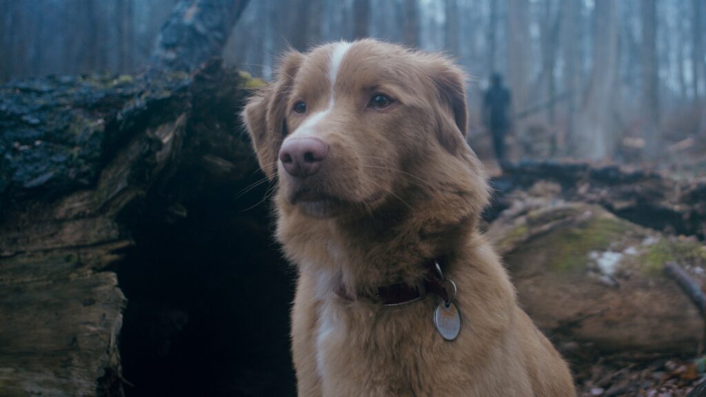 Good Boy: The most surprising horror movie of 2025 came from a very personal fear