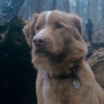 Good Boy: The most surprising horror movie of 2025 came from a very personal fear