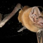 Bats eat the birds they pluck from the sky while on the wing