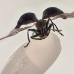 Rice weevil on a grain of rice wins 2025 Nikon Small World contest