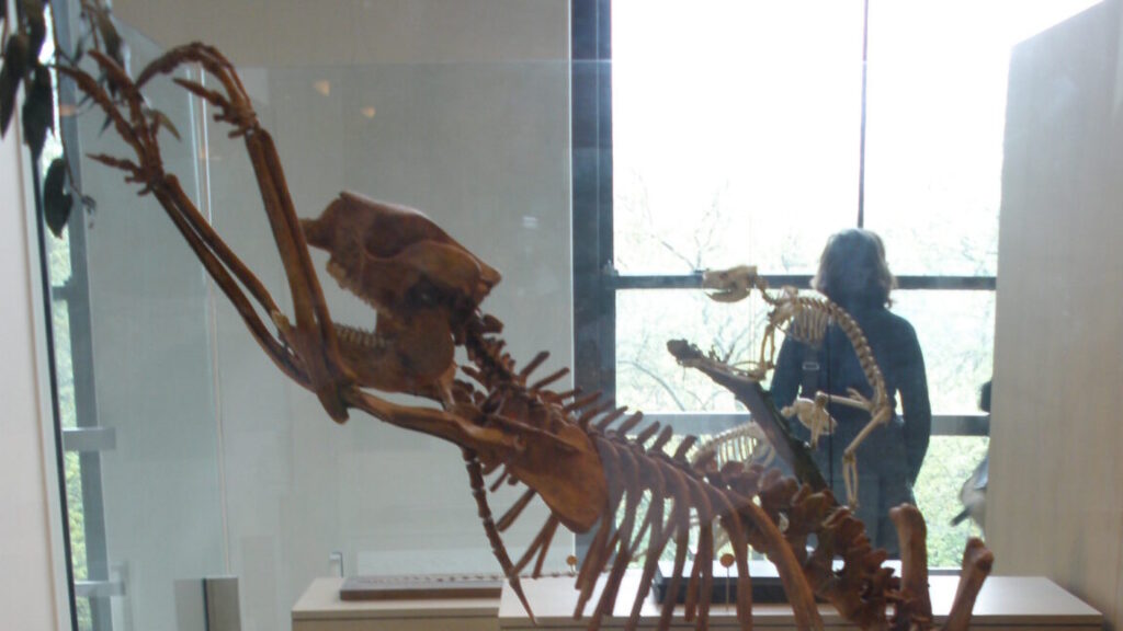 The first people to set foot in Australia were fossil hunters
