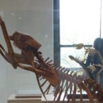 The first people to set foot in Australia were fossil hunters