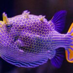 Why imperfection could be key to Turing patterns in nature