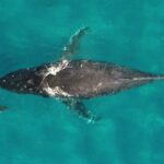 Whale and dolphin migrations are being disrupted by climate change