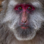 Macaque facial gestures are more than just a reflex, study finds