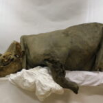 Scientists sequence a woolly rhino genome from a 14,400-year-old wolf’s stomach