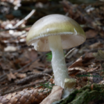 Wild mushrooms keep killing people in California; 3 dead, 35 poisoned