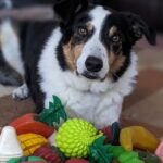These dogs eavesdrop on their owners to learn new words