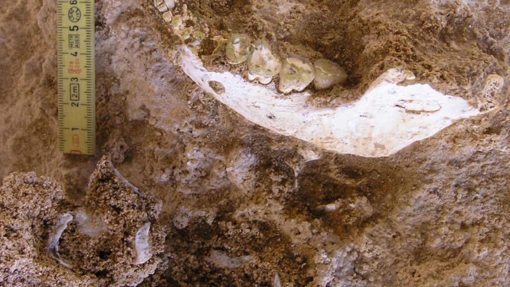 We have a fossil closer to our split with Neanderthals and Denisovans