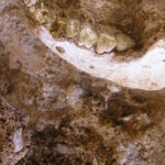 We have a fossil closer to our split with Neanderthals and Denisovans