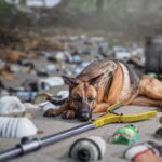 Restore Your Island – Official Gameplay Trailer