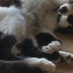 Yes, God of War Sons Of Sparta Dev Takes Its Name From A Real, Adorable Cat