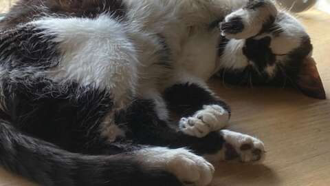 Yes, God of War Sons Of Sparta Dev Takes Its Name From A Real, Adorable Cat