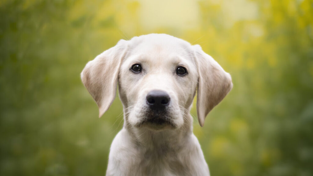 Ring cancels Flock deal after dystopian Super Bowl ad prompts mass outrage