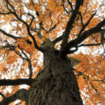 Bringing the “functionally extinct” American chestnut back from the dead
