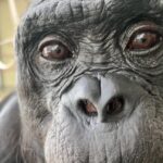 Watch Kanzi the bonobo pretend to have a tea party