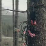 New critique debunks claim that trees can sense a solar eclipse