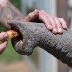 Unique structure of elephant whiskers give them built-in sensing “intelligence”