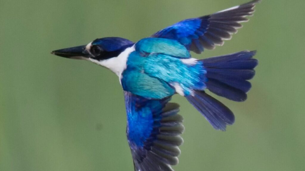 X-rays reveal kingfisher feather structure in unprecedented detail
