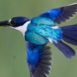 X-rays reveal kingfisher feather structure in unprecedented detail