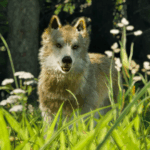 Ranger’s Path: National Park Simulator – Official Wildlife Trailer