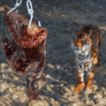 theHunter: Call of the Wild – Official Game Feeder Pack 2 Launch Trailer