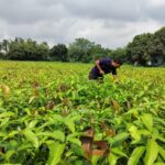 India’s Varaha bags $20M to scale carbon removal from the Global South