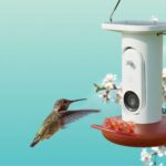 Birdbuddy’s AI-powered hummingbird feeder is matching its best price to date