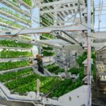 Canopii looks to succeed where past indoor farms have not