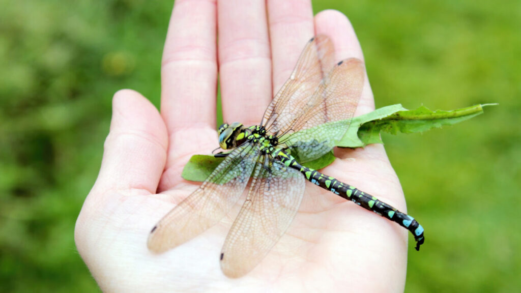 Explanation for why we don’t see two-foot-long dragonflies anymore fails