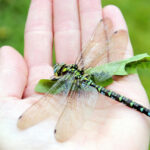 Explanation for why we don’t see two-foot-long dragonflies anymore fails