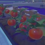 Pokémon Pokopia: How to get Tomato