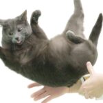 Flexible feline spines shed light on “falling cat” problem